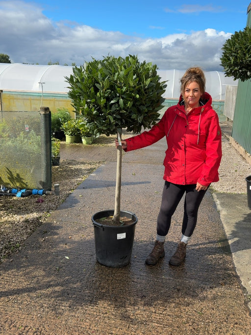 Laurus Nobilis 1/2 Standard 35 Litre Pot 80cm Stem 80/85cm Head