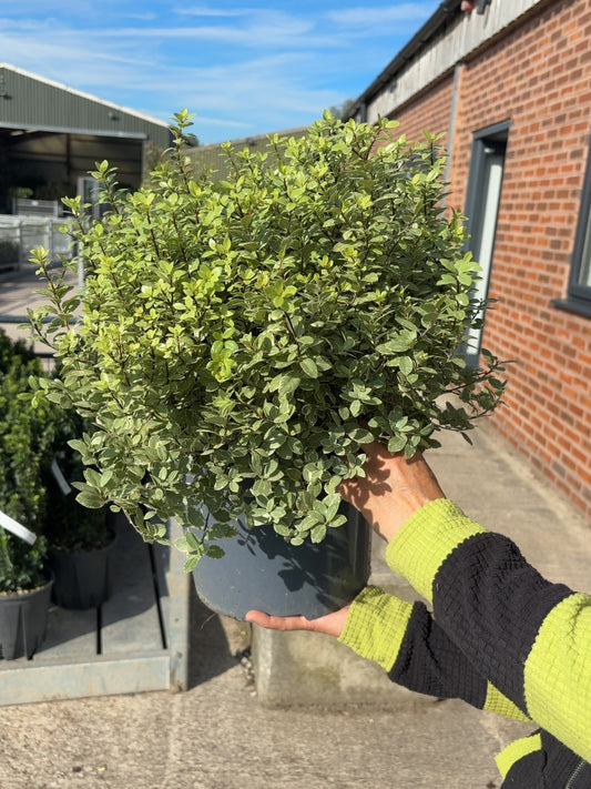 Pittosporum Tenuifolium Silver Ball 7.5 Litre Pot