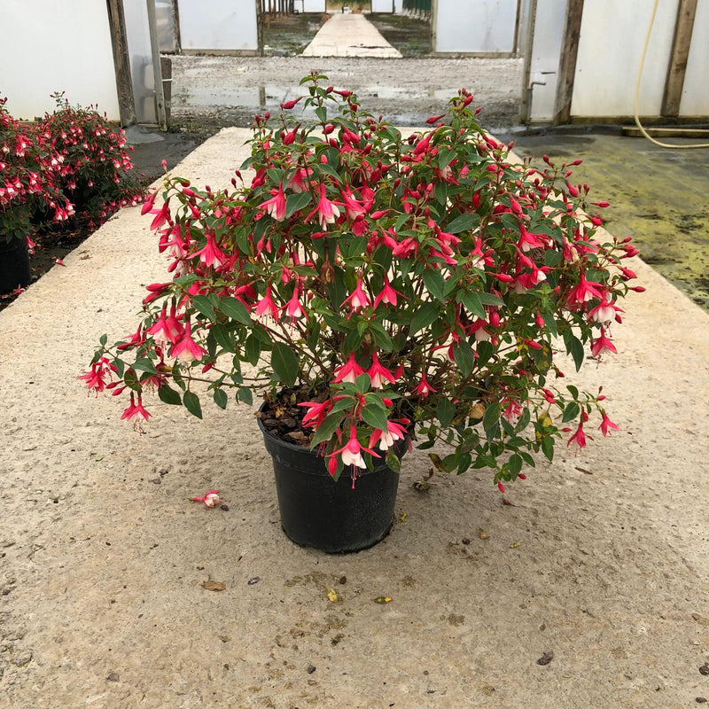 Fuchsia Magellanica Lady Thumb 3 Litre Pot
