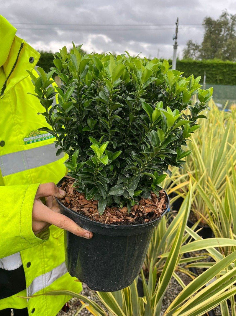Euonymus Jap. Green Spire 5 Litre Pot