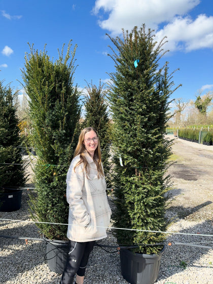 Yew Hedging 200/220cm