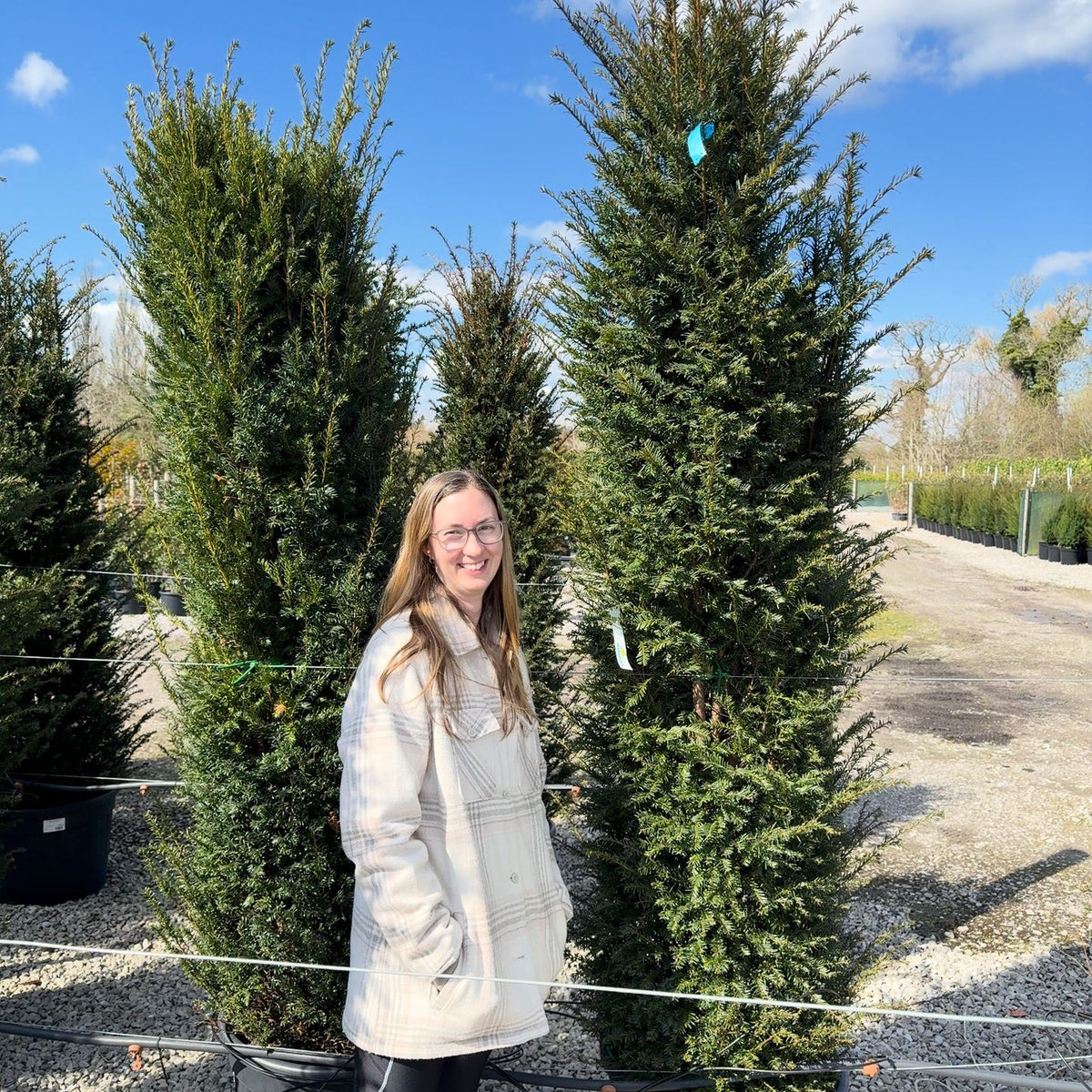 taxus baccata 200-225 Yew Hedging 200/220cm — Grasslands Nursery