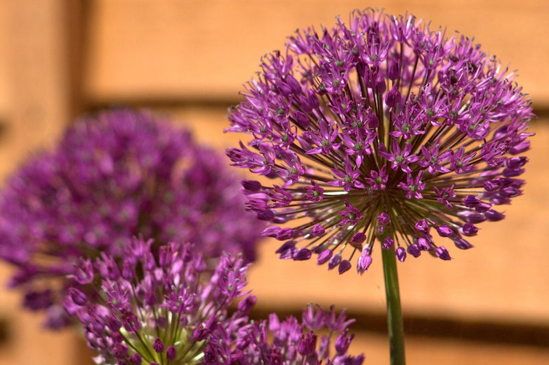 Allium Ambassador 5 Litre Pot