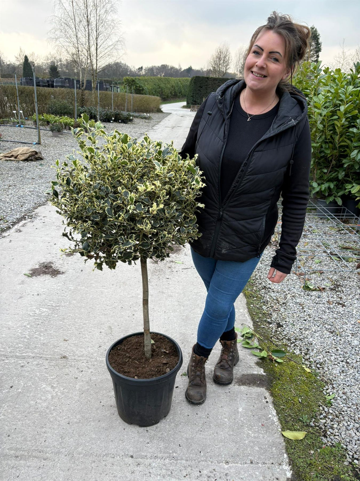 Ilex Aquifolium Argentea Marginata 18 Litre 1/4 Standard 60cm Stem