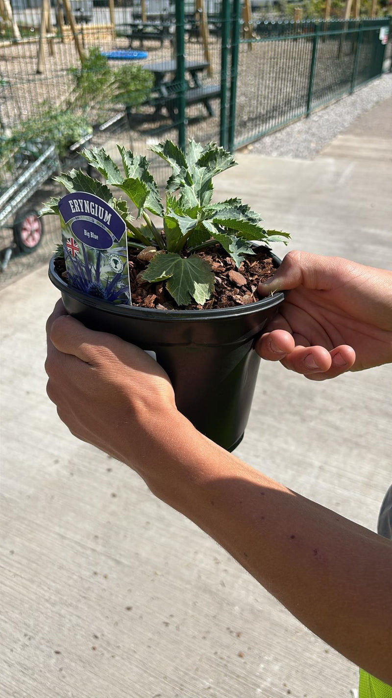 Erynigium Big Blue 3 Litre Pot