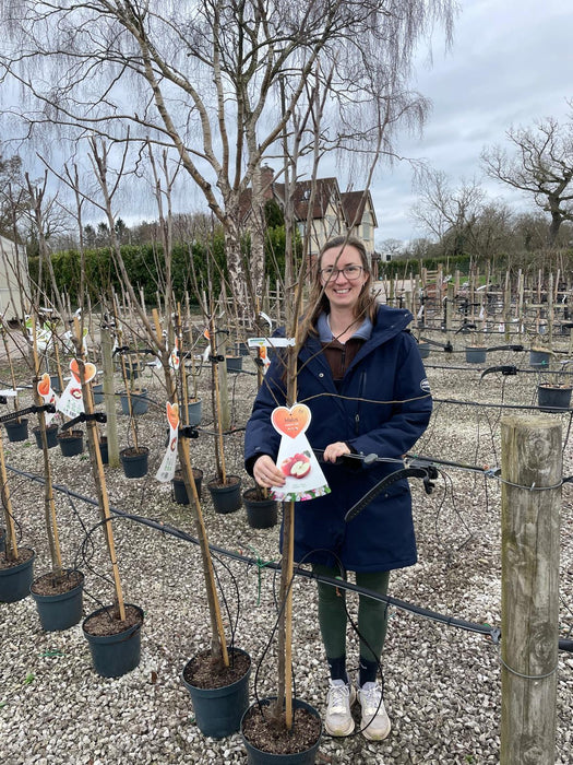 Apple Gala 10 Litre Half Standard