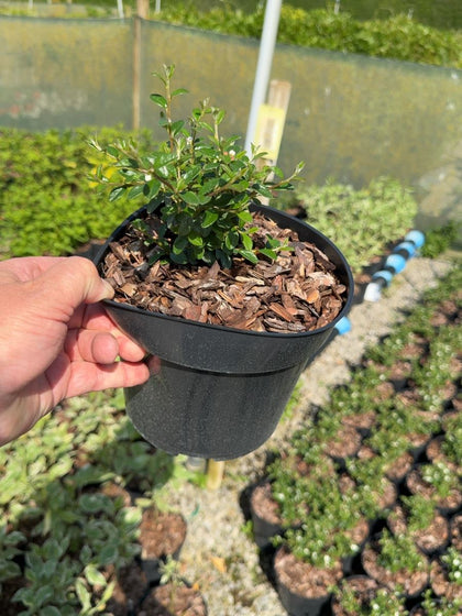 Cotoneaster dammeri 'Coral Beauty' - Bearberry Cotoneaster 3 Litre Pot