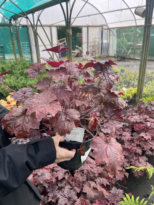 Heuchera Palace Purple 2 Litre Pot