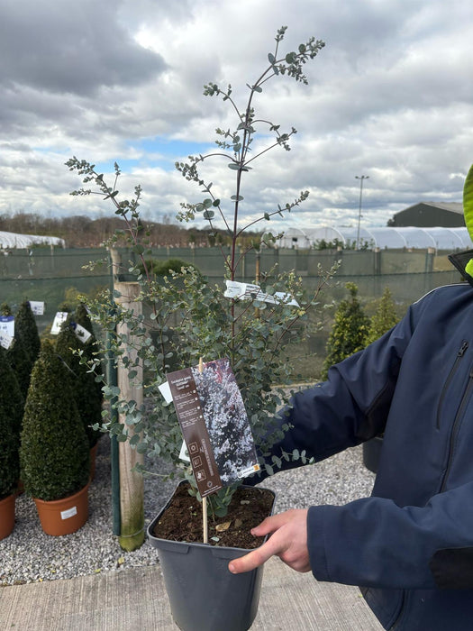 Eucalyptus Silverana 4.5 Litre Pot