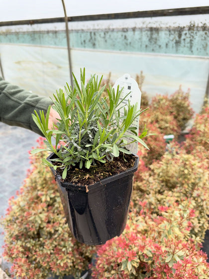 Lavender Angustifolia Hidcote 2 Litre Pot