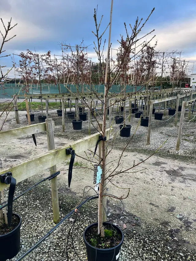 Prunus Taoflora White 15 Litre Pot