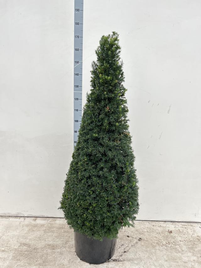 Yew Cone Taxus Baccata 30 Litre Pot 130-140cm