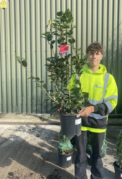 Camellia Japonica Black Lace 18 Litre Pot
