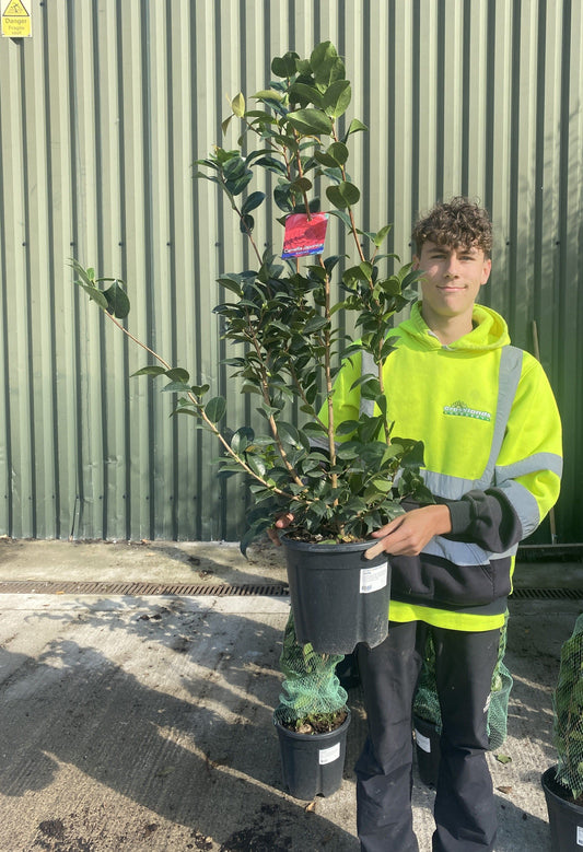 Camellia Japonica Black Lace 18 Litre Pot