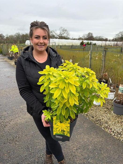 Choisya Ternata Sundance 10 Litre Pot