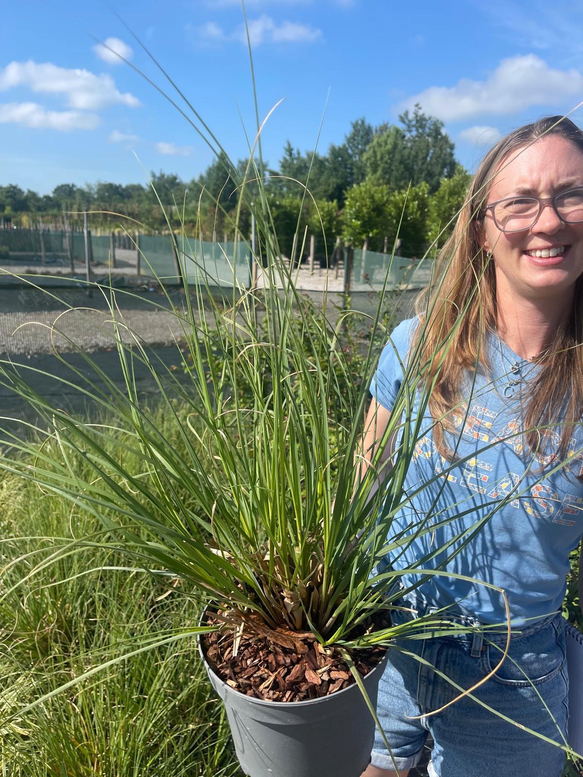 Cortaderia Selloana Green Goblin 5 Litre Pot