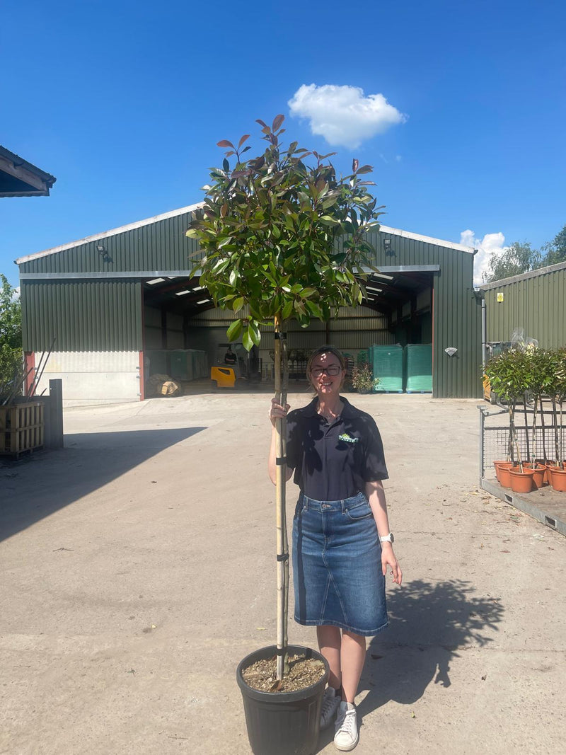 Photinia Red Robin 140/150cm Stem, 3/4 Standard 30 Litre Pot
