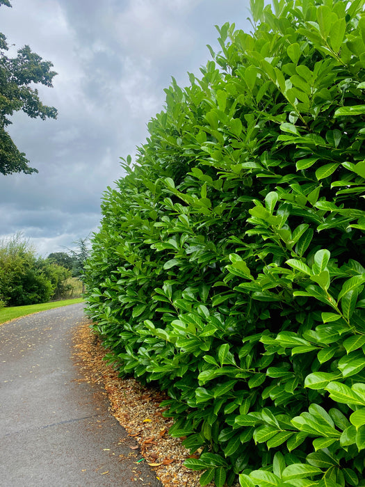 Laurel Hedging, Cherry Laurel 80/100cm Root Ball