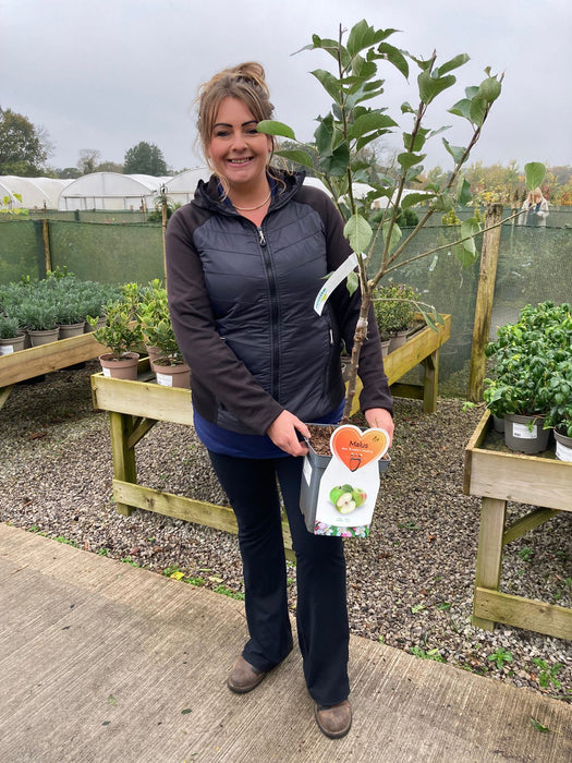 Apple Bramleys 5 Litre Pot Patio Fruit