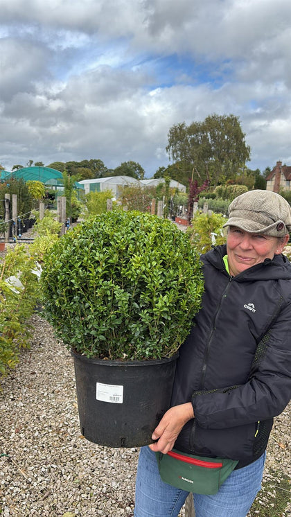 Buxus Ball 15 Litre Pot 50cm