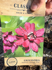 Calycanthus Hartlage Wine 12 Litre 80/100cm