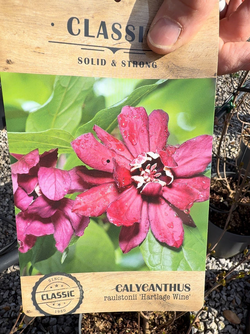 Calycanthus Hartlage Wine 12 Litre 80/100cm