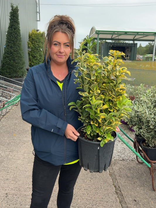 Euonymus japonicus Aurea 9 Litre Pot