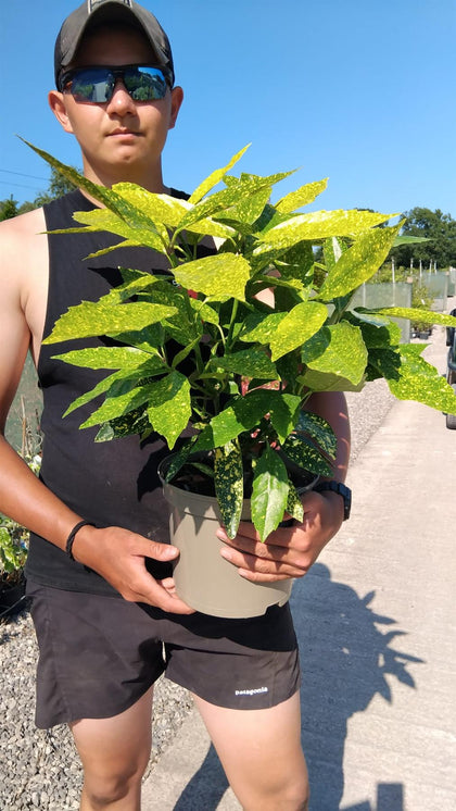 Aucuba Japonica Variegata 5 Litre Pot
