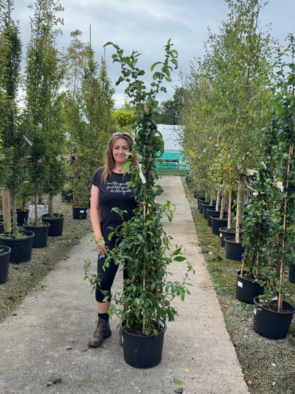 Chaenomeles speciosa Nivalis 20 Litre Pot 150-175cm