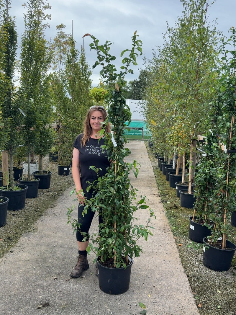Chaenomeles speciosa Nivalis 20 Litre Pot 150-175cm