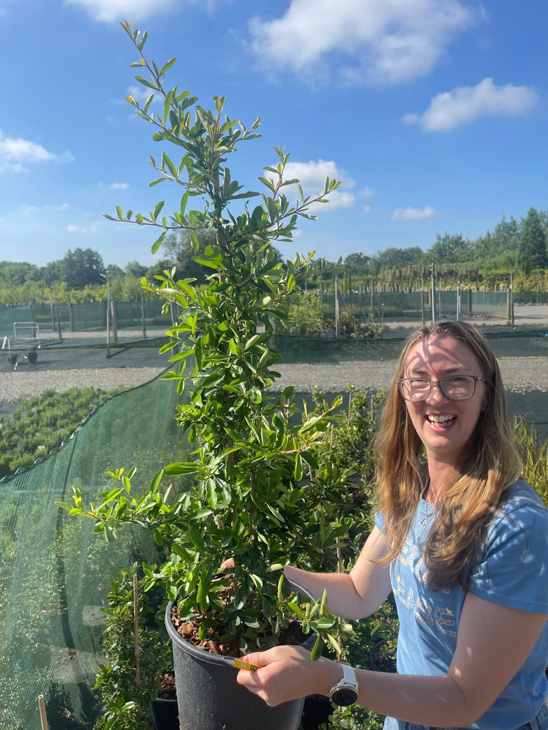 Pyracantha Golden Glow 7.5 Litre Pot