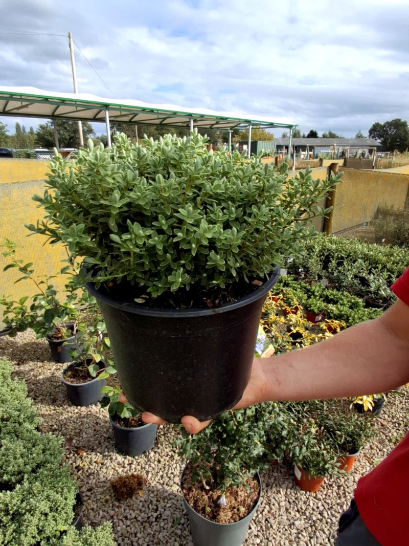 Hebe Sutherlandii 5 Litre Pot