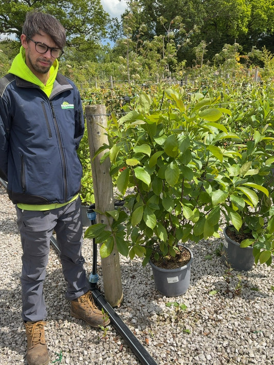 Magnolia soulangeana Andre Leroy 15 Litre Pot