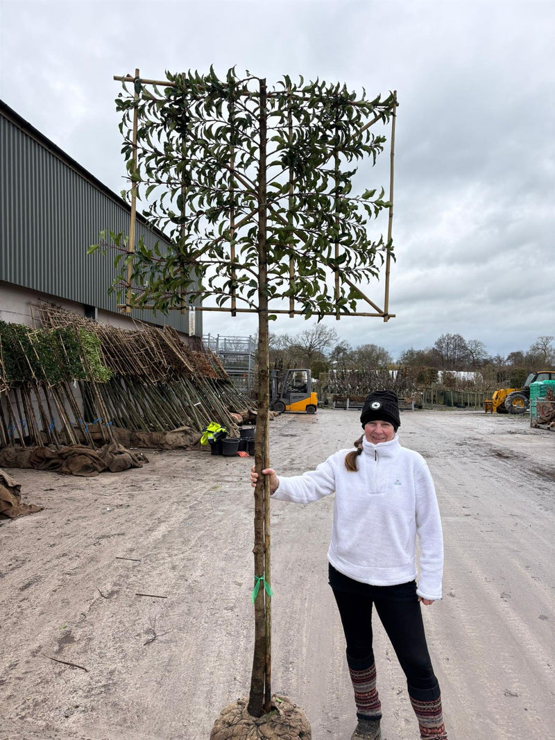 Prunus lusitanica Brenelia Pleached 12/14cm Girth 180cm Stem 120Wx100T