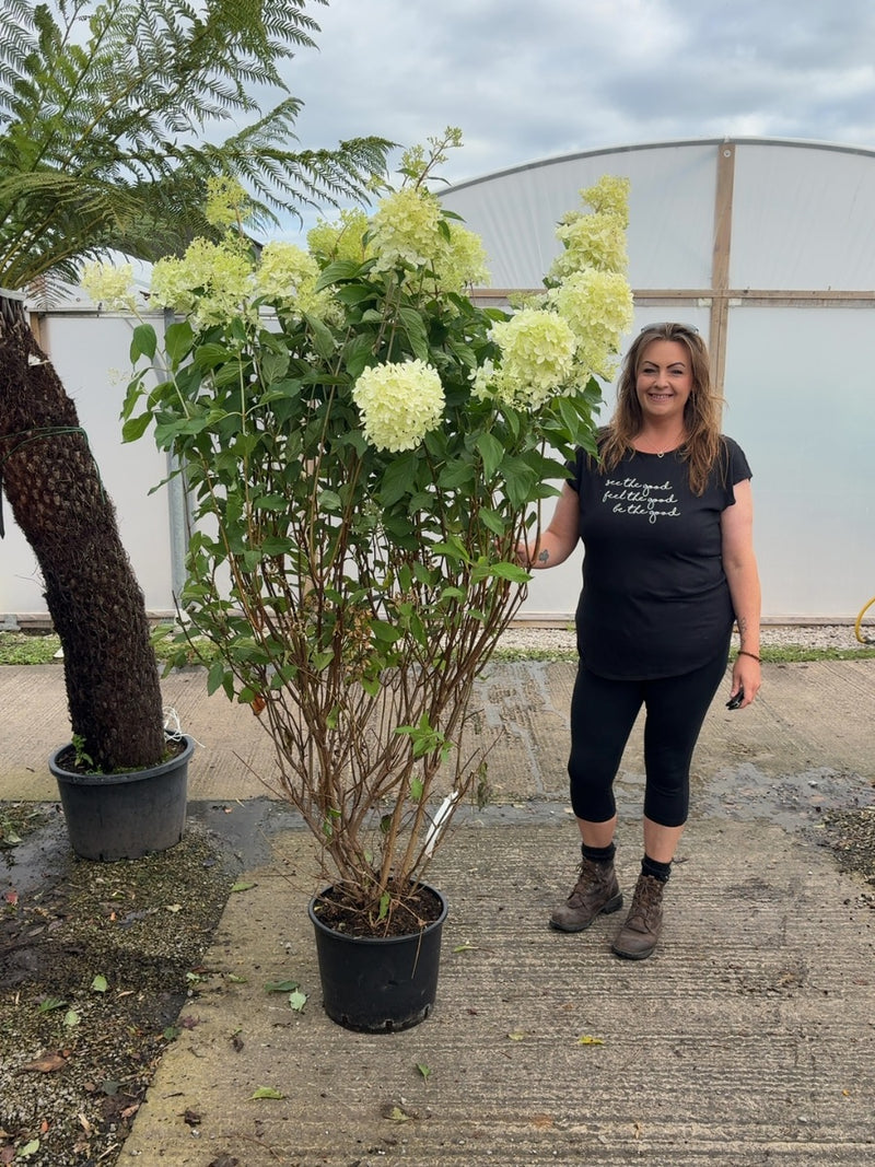 Hydrangea paniculata Phantom 20 Litre Pot 125/150cm