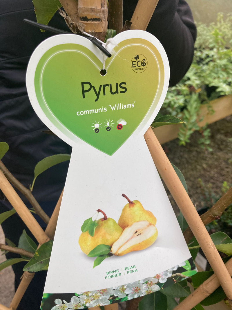Pear William's 7.5 Litre Pot Fan Trained