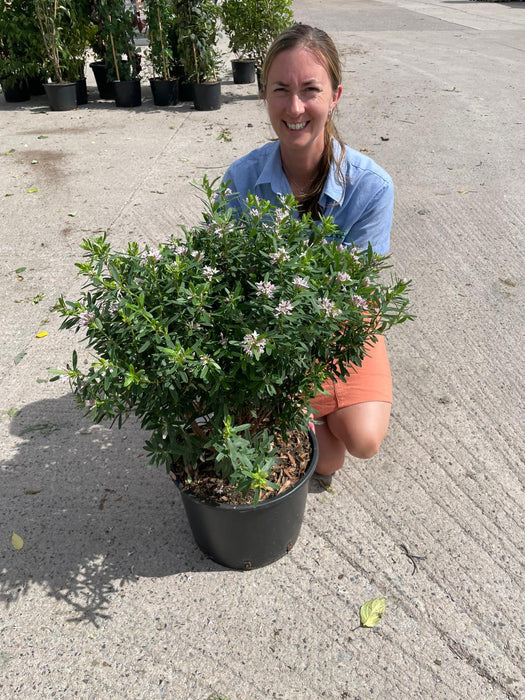 Daphne Transatlantica Pink Fragrance 20 Litre Pot 50-60cm