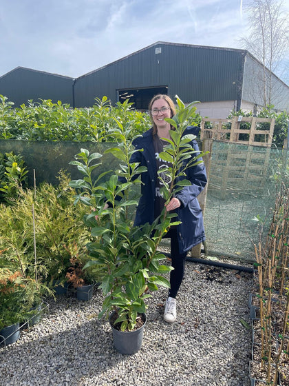 Laurel Hedging 7.5 Litre Pot 80/100cm