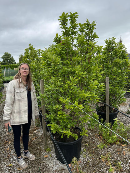 Magnolia Susan 200/225cm Specimen Sized