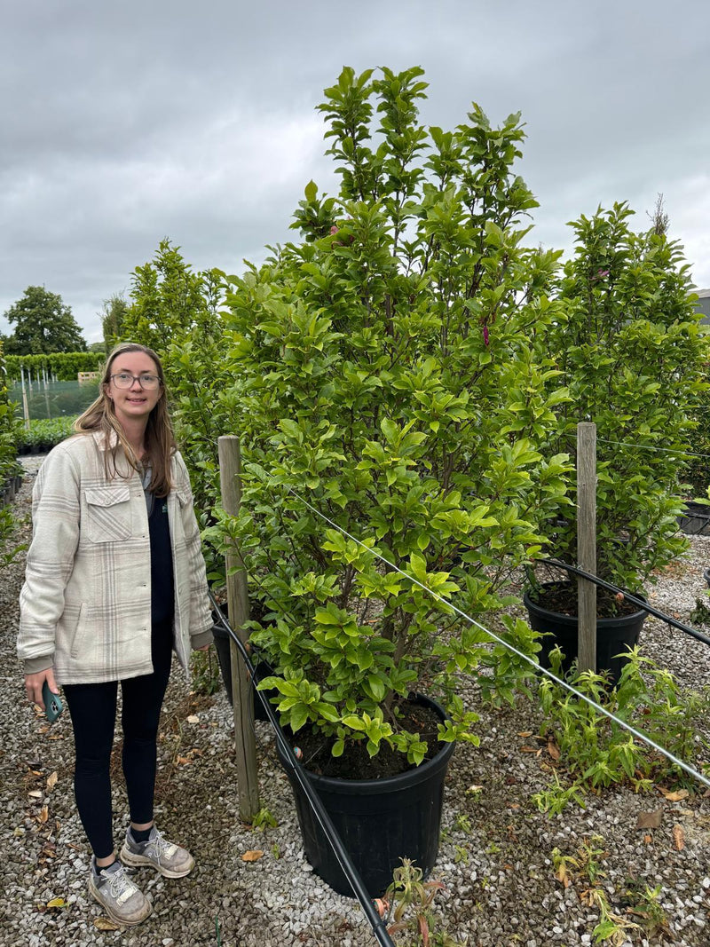 Magnolia Susan 200/225cm Specimen Sized Magnolia Susan 200/225cm Specimen Sized
