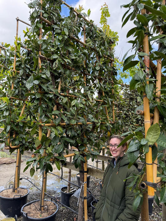 Prunus laur. Novita Pleached 110cm Stem 180 H x 150cm W Frame