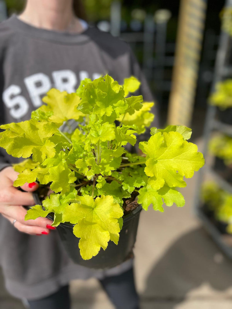 Heuchera Lime Marmalade 3 Litre Pot