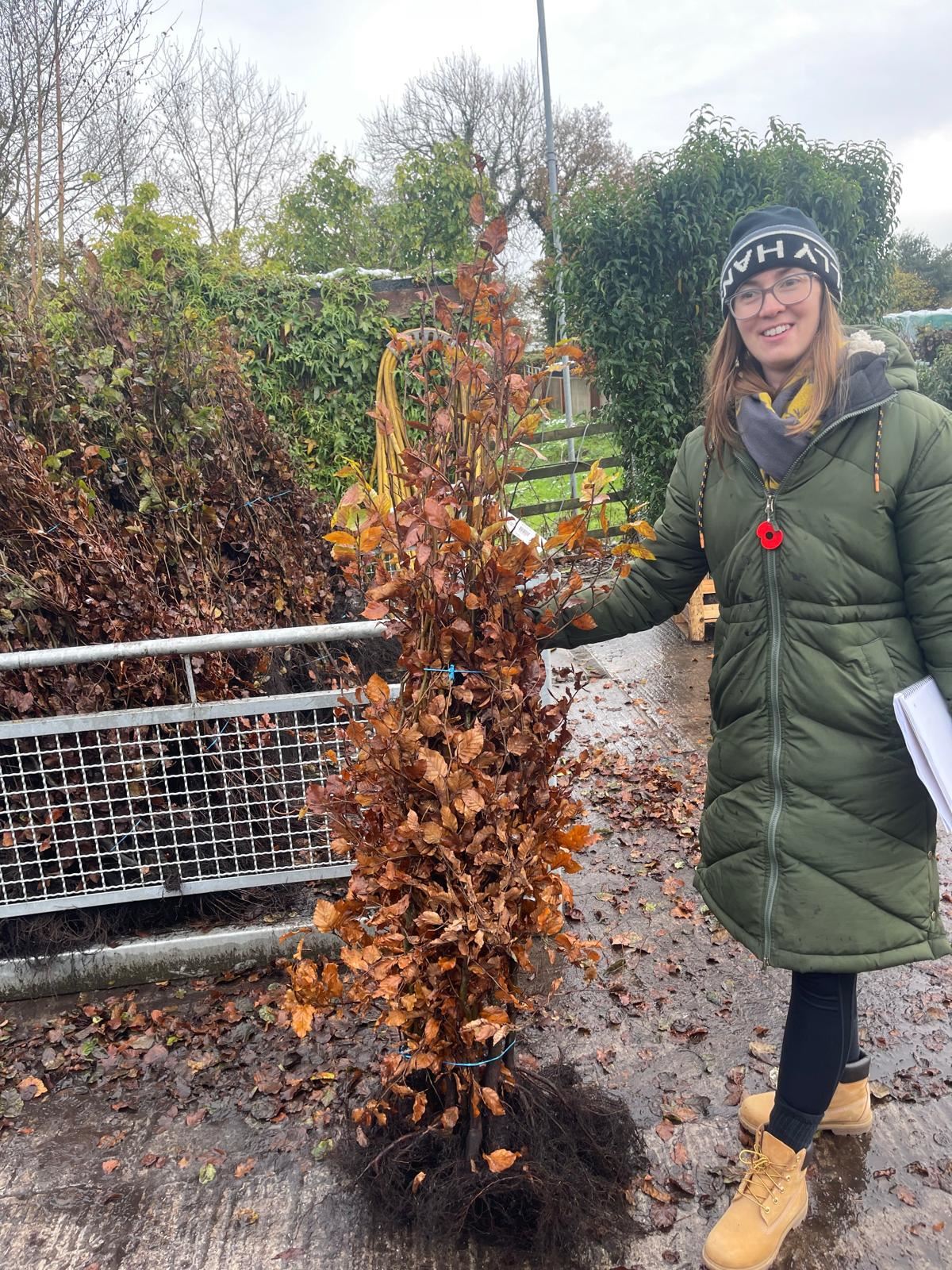Big Deal Beech Hedging Green 125-150cm Bare Root x 100 Delivery from November