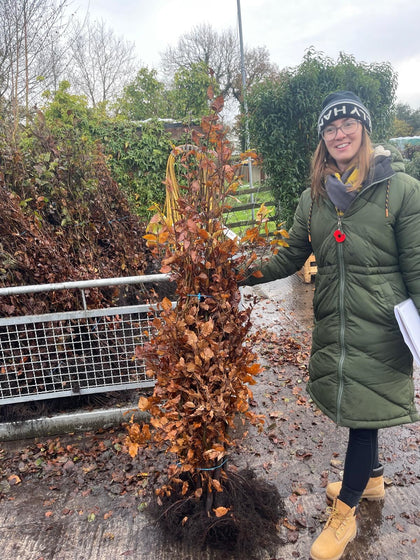 Big Deal Beech Hedging Green 125-150cm Bare Root x 100 Delivery from November