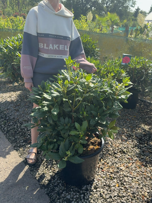 Rhododendron Hybrid Lord Roberts 40 Litre Pot 60-70cm Wide