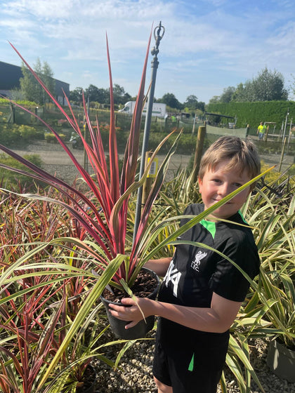 Cordyline Can Can 3 Litre Pot