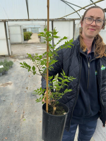Campsis tagliabuana Mme Galen - Trumpet Vine Climber 2 Litre Pot