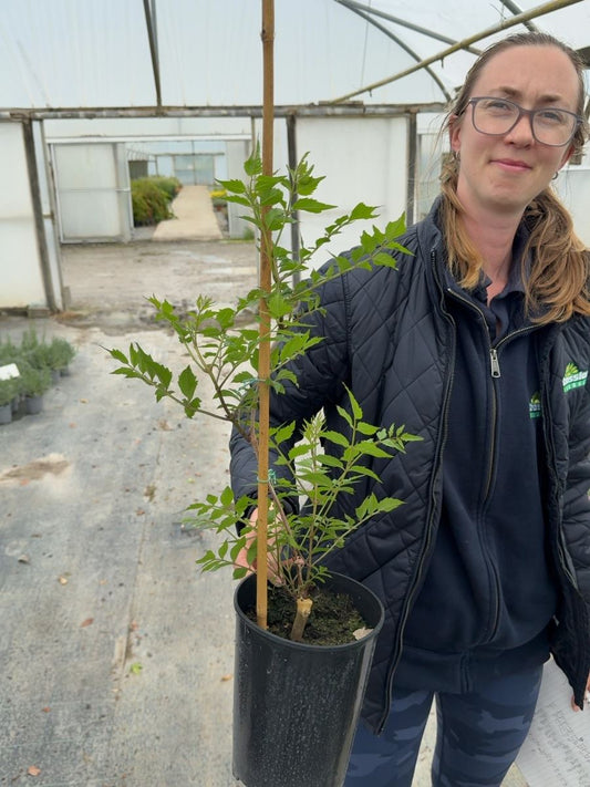 Campsis tagliabuana Mme Galen - Trumpet Vine Climber 2 Litre Pot