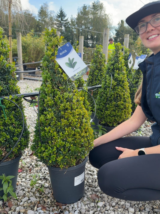 Buxus Cone 5 Litre Pot 50/60cm