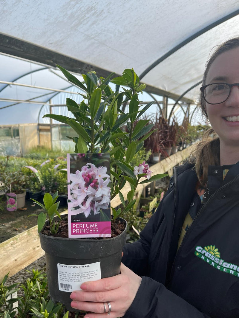 Daphne Perfume Princess 2 Litre Pot